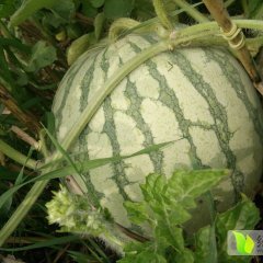 扶沟万亩西瓜 王经理 代办 代收