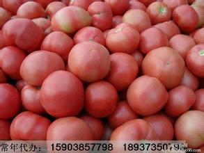 河南中牟金鹏西红柿名优产品