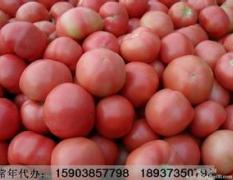 河南中牟金鹏西红柿名优产品
