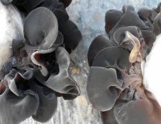 黑龙江自家种植的纯天然东北黑木耳