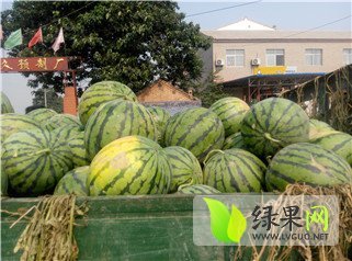 陕西大荔西农大霸西瓜价格适宜