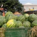 陕西大荔西农大霸西瓜价格适宜