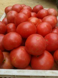 山西绛县硬粉西红柿著名品种