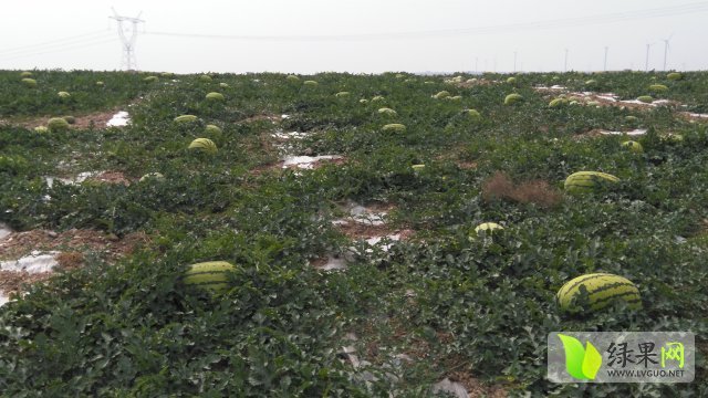 2015年宁夏中宁金城5号价格