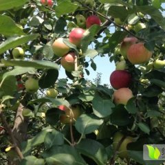 山西临猗嘎啦苹果质量上乘