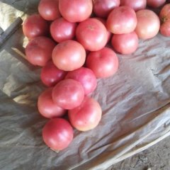 2015东昌府西红柿收购工作全面开展