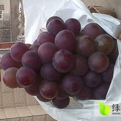 河北清苑京亚葡萄产销两旺