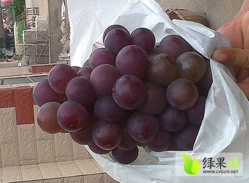 2015年河北清苑京亚葡萄价格