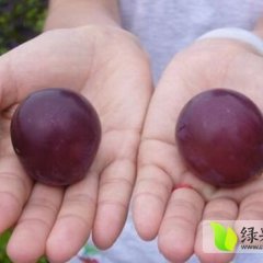 河北清苑藤稔葡萄价格适宜