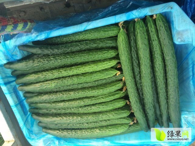 2015年山东夏津德瑞特721黄瓜价格