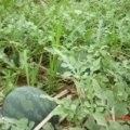 尉氏7月花皮无籽西瓜