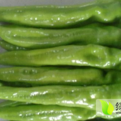 中牟辣椒逐渐升温韩寺张举诚信合作