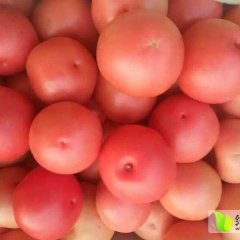 中牟韩寺7月硬粉西红柿价格便宜