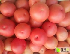 中牟韩寺7月硬粉西红柿价格便宜
