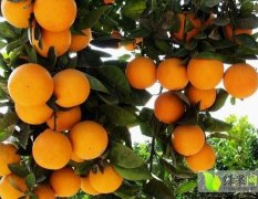 中方优质多品种柑橘，欢迎前来咨询
