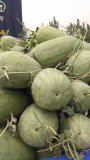 山东东明新红宝西瓜绿色无公害