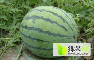 2015澄城西瓜再不来就没机会了！