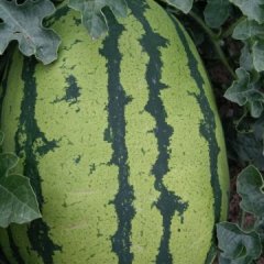 2015会宁西瓜走过路过不要错过