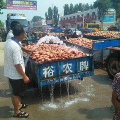 祥符区早期龙薯九红薯现大量上市！