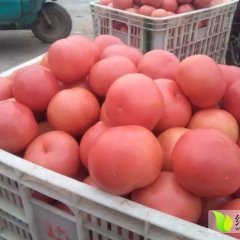 延津辛庄硬粉西红柿量大质优