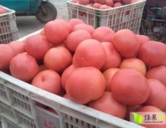 延津辛庄硬粉西红柿量大质优