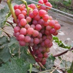 博野南邑7月维多利亚葡萄