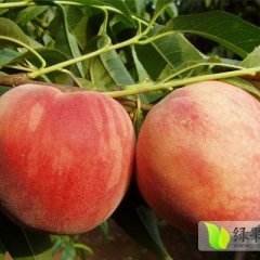 大荔东村超越桃蜜桃口感好