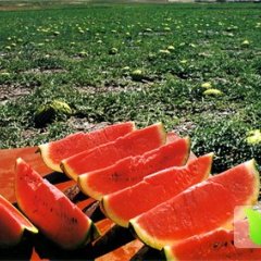 2023靖远西瓜高湾旱地石头西瓜大量上市。有需要联系!1829877