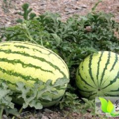 澄城赵庄7月金城5号西瓜