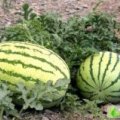 澄城赵庄7月金城5号西瓜