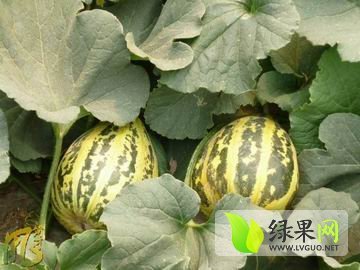 2015年山东寒亭冰塘子甜瓜价格