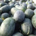2016扶沟西瓜已经大量上市