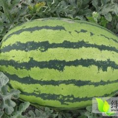 甘肃临洮金桥5号西瓜火爆招商中