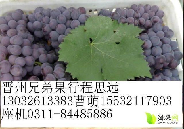 2015年河北晋州市京亚葡萄价格