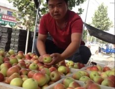 临猗美八苹果著名品种北辛王杰诚信合作