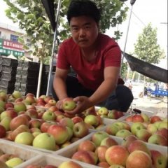 临猗美八苹果著名品种北辛王杰诚信合作