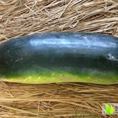 金乡 供应子弹头黑皮冬瓜、条形好、颜色亮