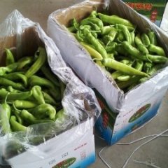 2015金乡辣椒现在订货有惊喜