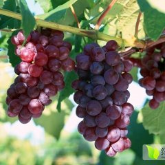 大荔两宜张斌7月夏黑葡萄