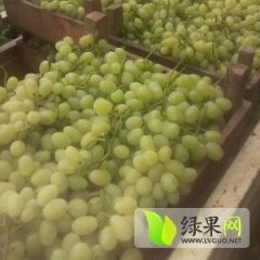 河北广宗-维多利亚葡萄随行就市