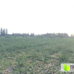 2015甘肃高台洋葱新货即将上市