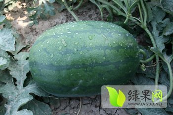 2014年河南通许花皮无籽价格