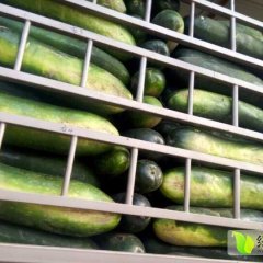 清苑清凉王7月黑优大冬瓜