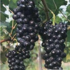 费县葡萄产销两旺上冶英先生诚信合作