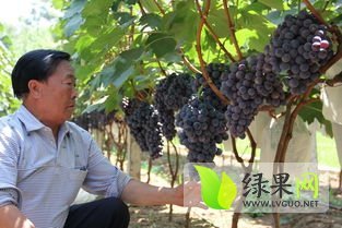 夏黑葡萄产地价格