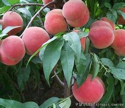 供应红不软毛桃红不软毛桃产地