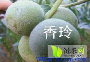陕西香玲核桃供应量大