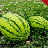 甘肃靖远高湾旱地压砂西瓜上市啦!!!