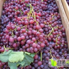 大荔金水马云龙7月红提葡萄