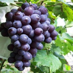 2015大荔葡萄抓住商机无限